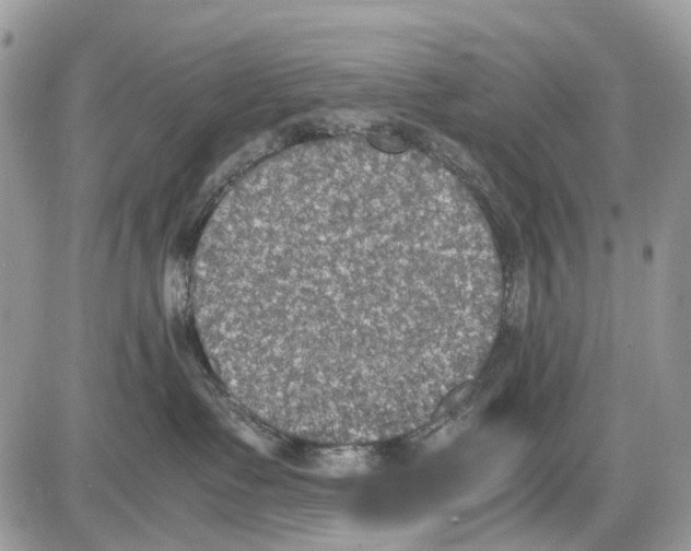 X0000086110335200704202312