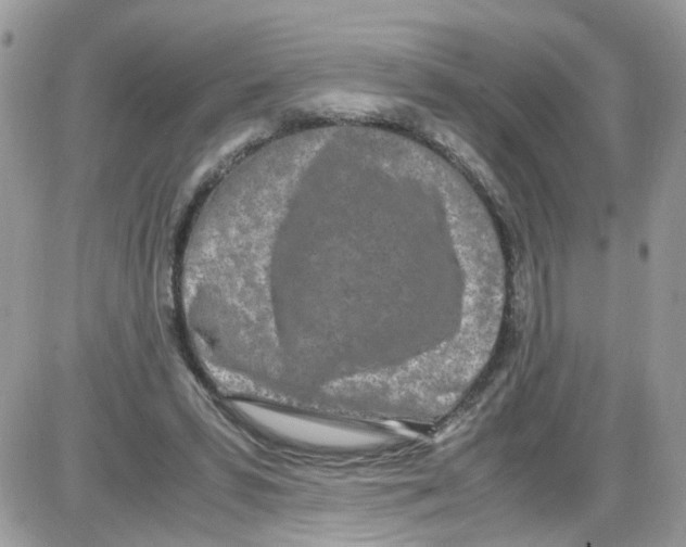 X0000086110399200704202311