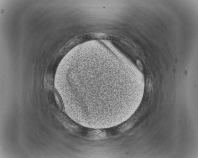 X0000086110421200704202310