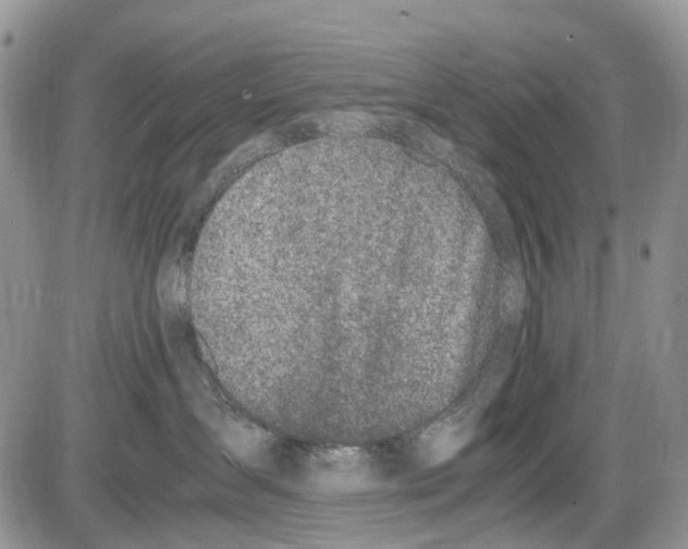 X0000086110431200704202310