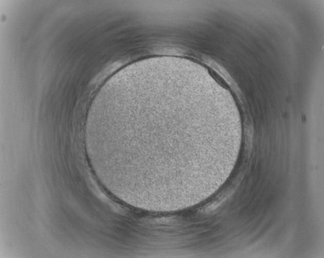 X0000086110433200704202309