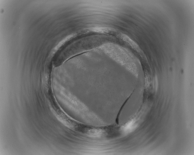 X0000086110444200704202310