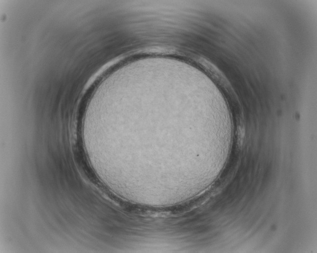 X0000086110484200704202309