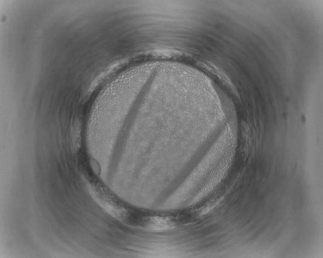 X0000086110496200704202309