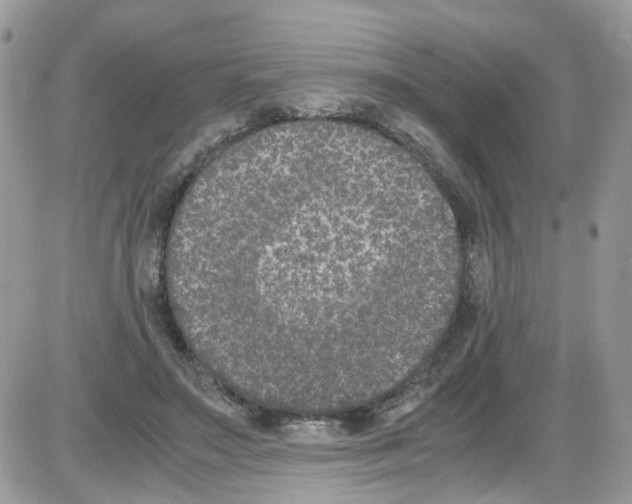 X0000086110499200704202309