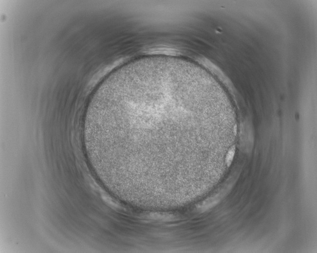 X0000086110529200704202308