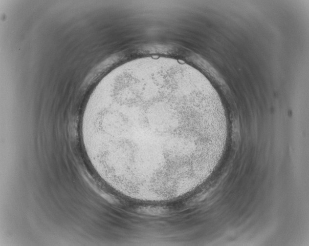 X0000086110537200704202308