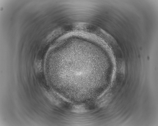 X0000086110560200704202308