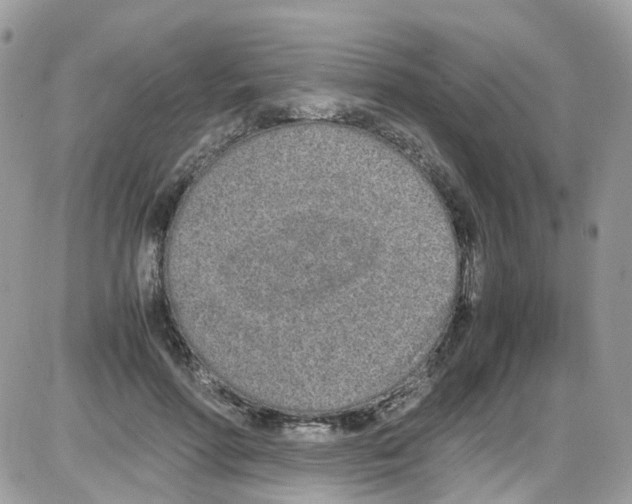 X0000086110598200704202308