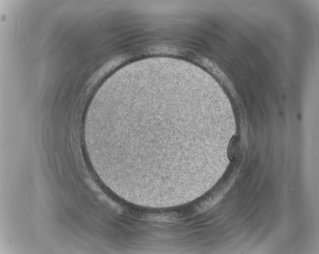 X0000086110625200704202306