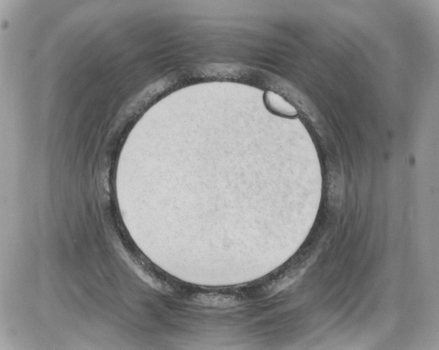 X0000086110633200704202307