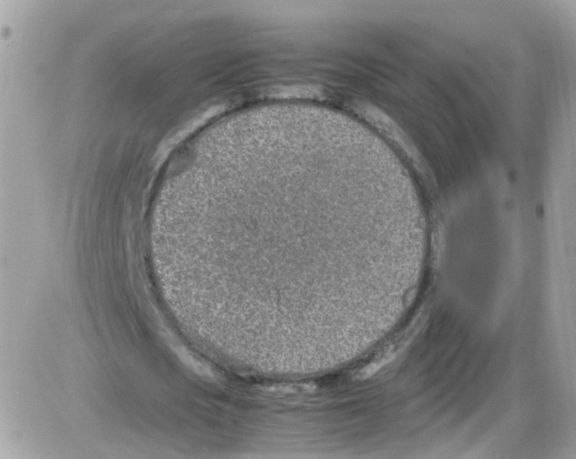 X0000086110721200704202305