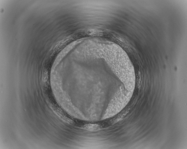 X0000086110748200704202305