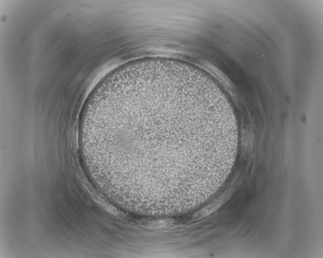 X0000086110891200704202303