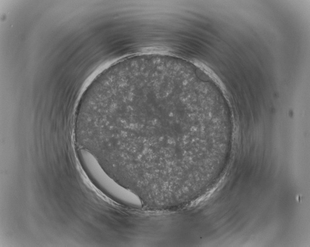 X0000086110941200704202302