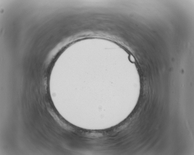 X0000086111503200704202253