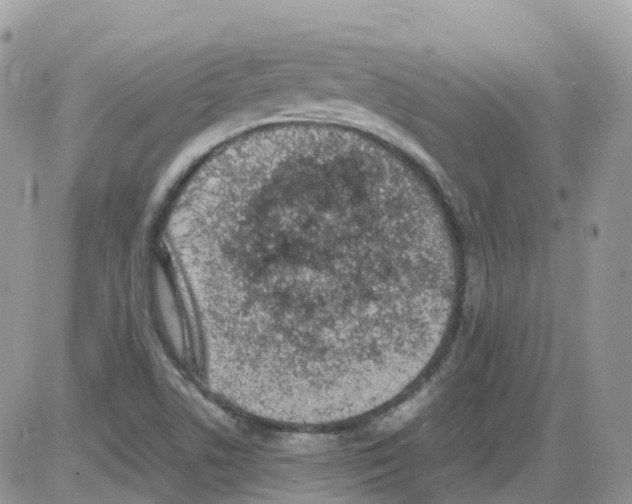 X0000086111506200704202253