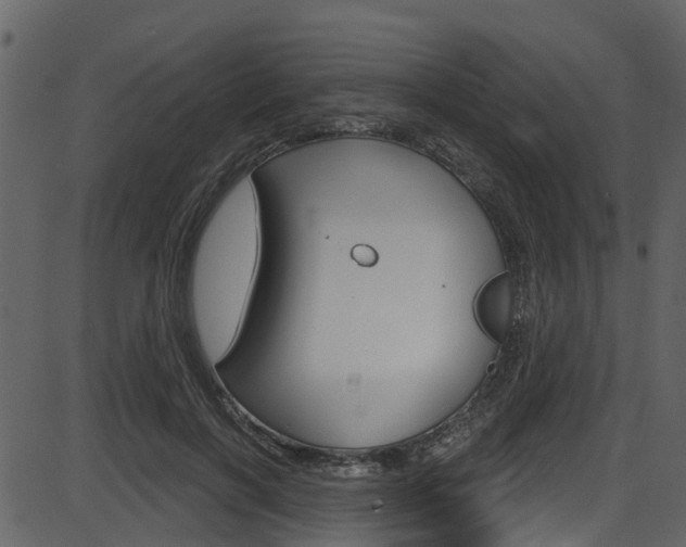 X0000086220646200703291005