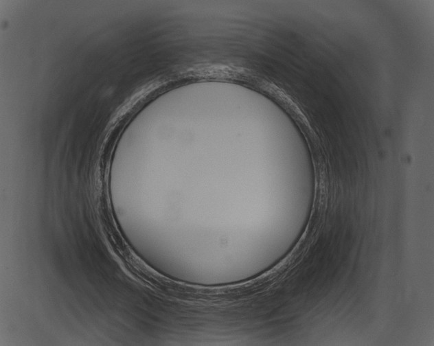 X0000086220674200703291004