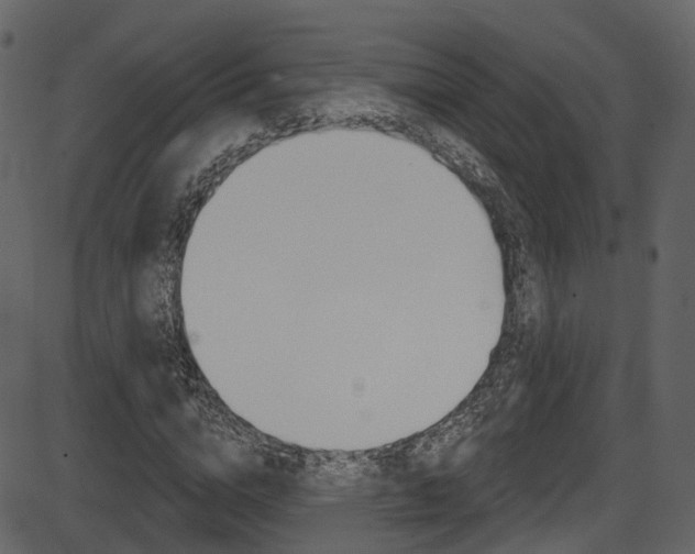 X0000086220824200703291001