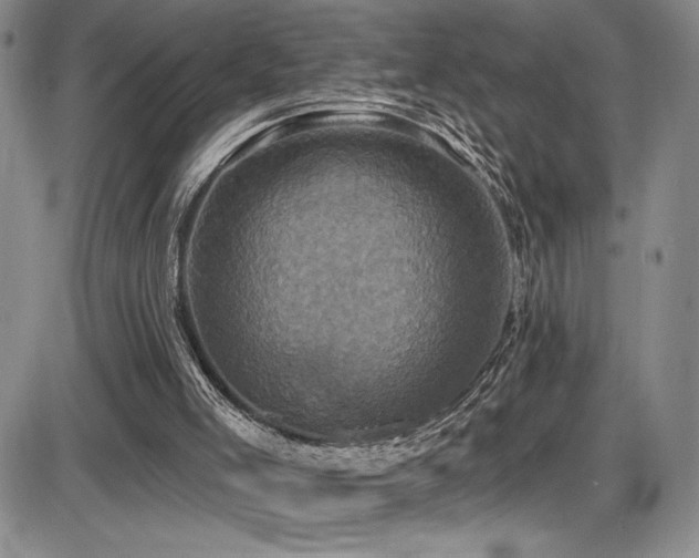 X0000086220005200703291224