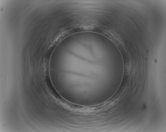 X0000086220032200703291223