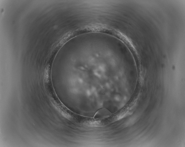 X0000086220065200703291222
