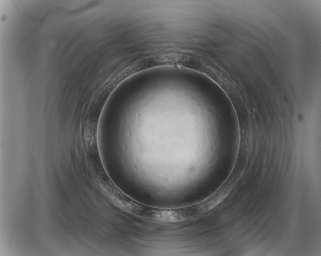 X0000086220091200703291223