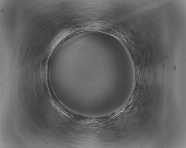 X0000086220100200703291222