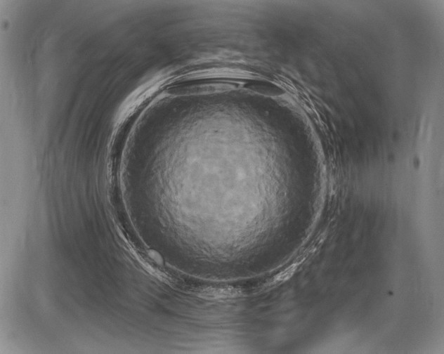 X0000086220245200703291219