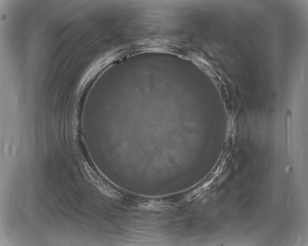 X0000086220293200703291219