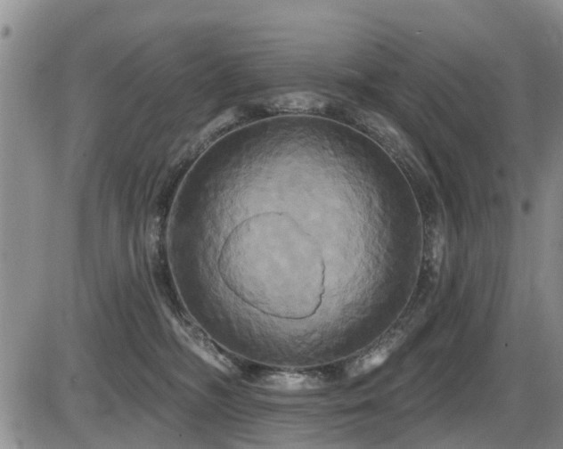 X0000086220326200703291218