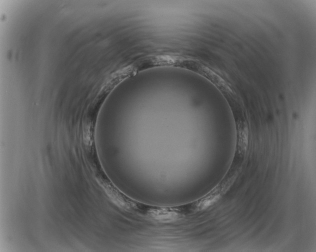 X0000086220331200703291218