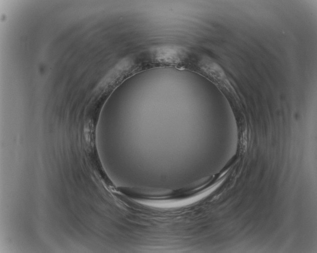 X0000086220424200703291217
