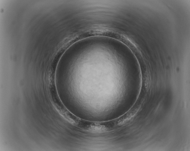 X0000086220455200703291216