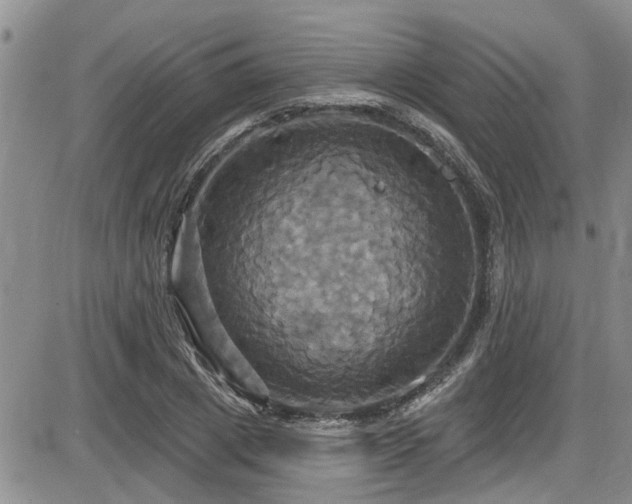 X0000086220833200703291209