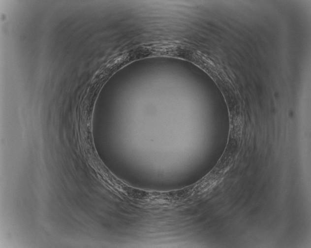 X0000086220913200703291207