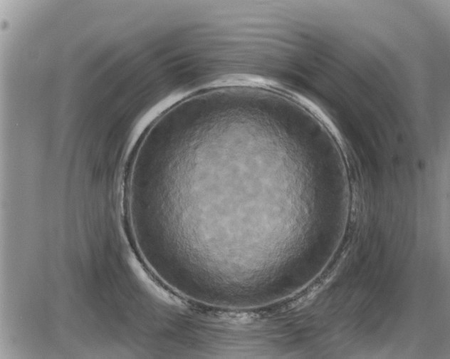 X0000086221003200703291207