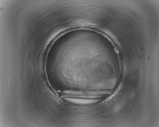 X0000086221023200703291206