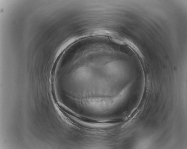 X0000086221047200703291207