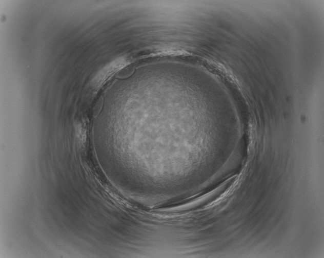 X0000086221257200703291202