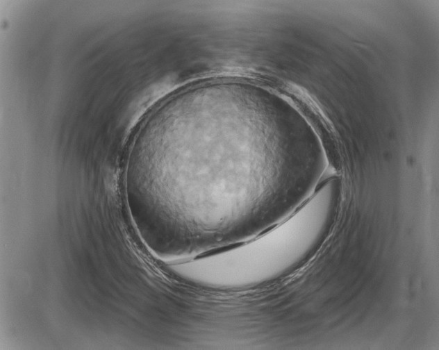 X0000086221260200703291202
