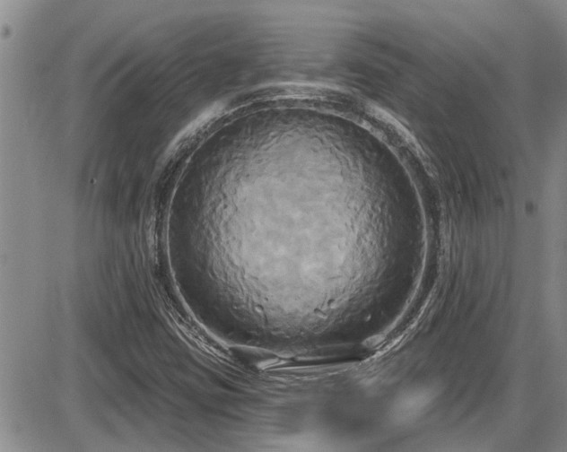 X0000086221403200703291159