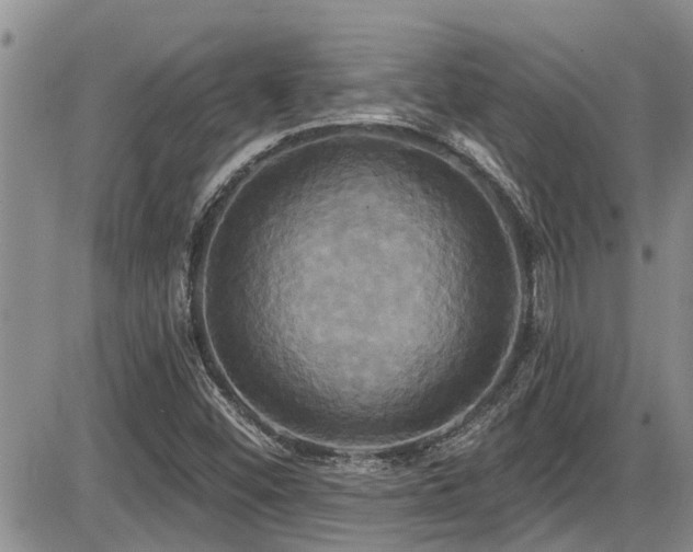 X0000086221452200703291159