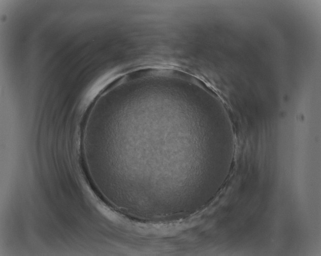 X0000086220005200704051252