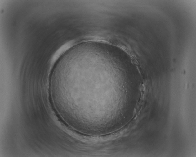 X0000086220006200704051252