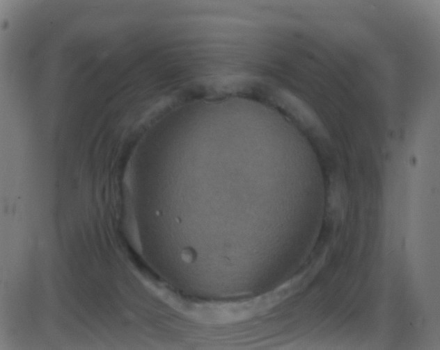 X0000086220025200704051252