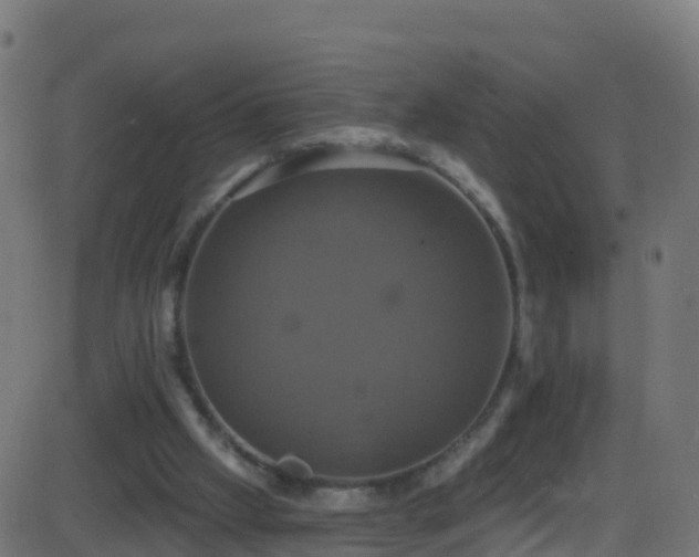 X0000086220057200704051251