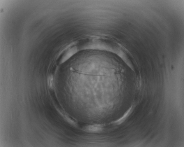 X0000086220094200704051251