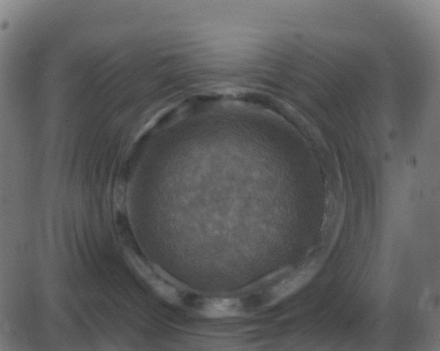 X0000086220096200704051251